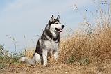 SIBERIAN HUSKY 065
